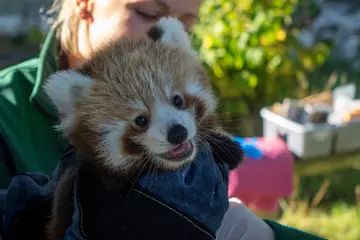 Red pandas | Whipsnade Zoo